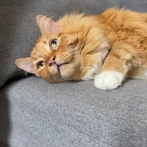 Meet your Posher, Sinclair